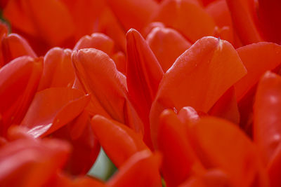 Full frame shot of red flowering plant
