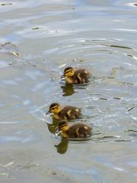 High angle view of duck swimming in lake