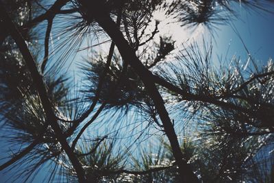 Low angle view of trees against sky