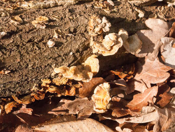 Full frame shot of dry leaves on field