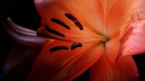 Close-up of orange flower blooming outdoors