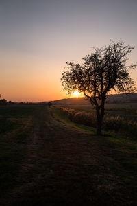 Silhouette tree on field against sky during sunset