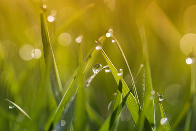 Close-up of water drops on grass