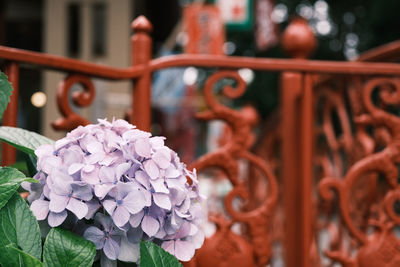 Close-up of hydrangea