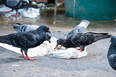 High angle view of pigeons feeding