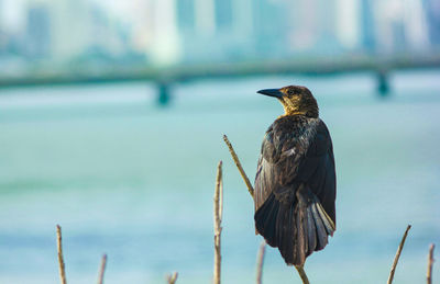 Close-up of bird perching on twig