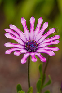 Close-up of purple flower