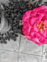 High angle view of rose bouquet on floor