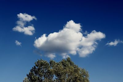 Low angle view of trees against blue sky