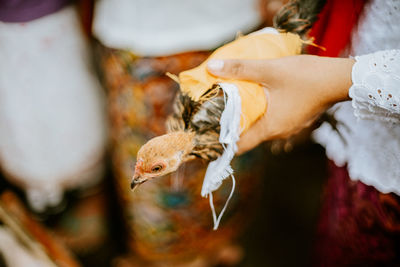 Close-up of hand holding bird