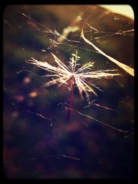 Close-up of spider web