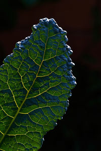 Close-up of fresh green leaf