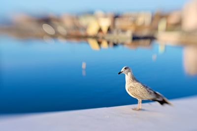 Seagull perching on retaining wall by sea