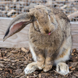 Close-up of rabbit