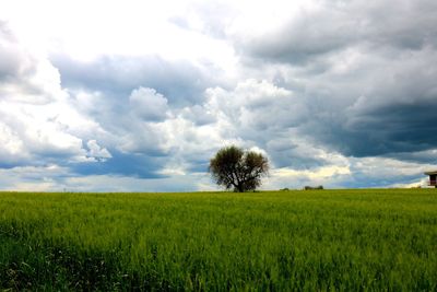 Scenic view of agricultural field against sky