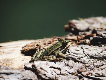 Frog sitting at rotten trunk