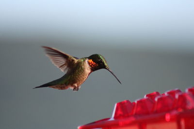 Hummingbird in flight to feeder