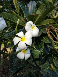 Close-up of white flowering plant