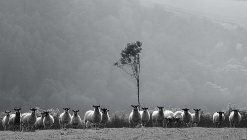 Sheep on field against trees