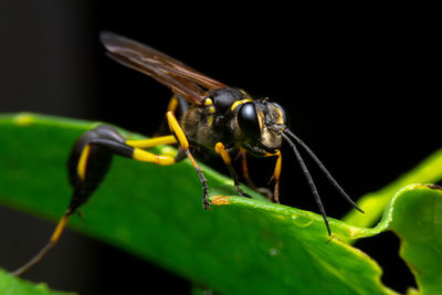 Close-up of insect on leaf