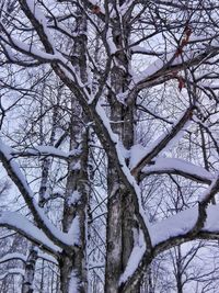 Bare trees on snow covered landscape