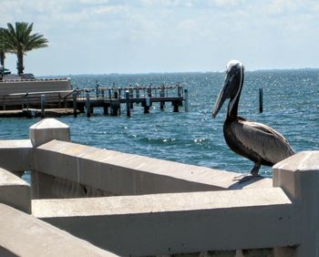 View of seagull perching on wood against sea