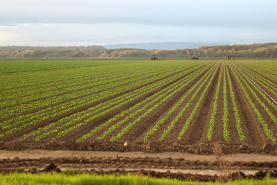 Scenic view of agricultural field against sky