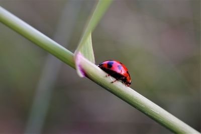 Close-up of ladybug on stem