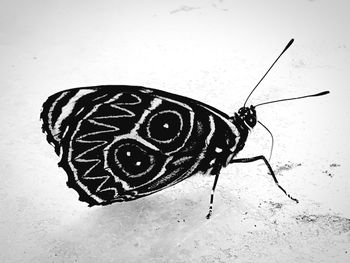 Close-up of butterfly