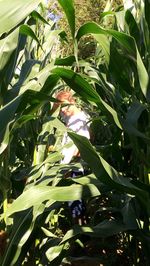 Close-up of insect on plant