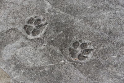 High angle view of footprints in snow