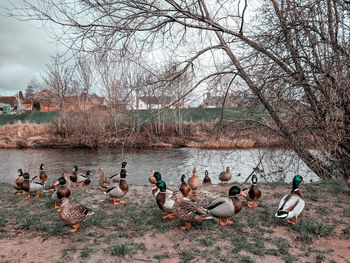 Flock of birds in lake