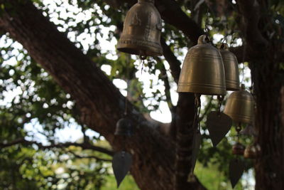 Low angle view of electric hanging on tree trunk