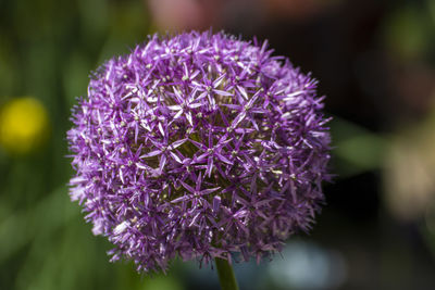 Allium, close up of a beautiful flower in the garden at spring time