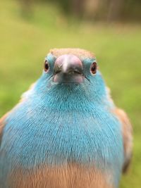 Close-up of bird