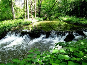 Stream flowing in forest