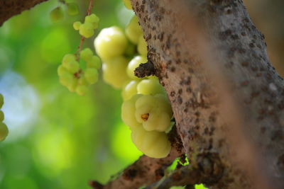 Close-up of bananas on tree