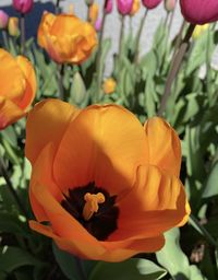 Close-up of orange tulips