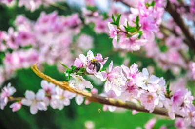 Close-up of honey bee on bunch of purple flowers