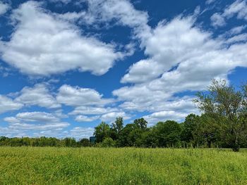 Scenic view of field against sky