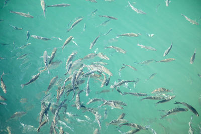 High angle view of fishes swimming in sea