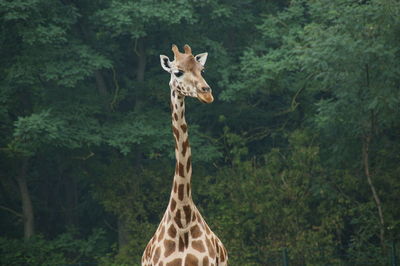 Portrait of giraffe in forest