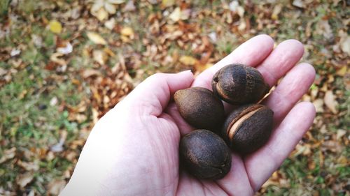 Close-up of hand holding eggs