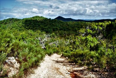 Scenic view of forest against sky