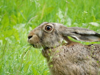 Close-up of squirrel eating grass