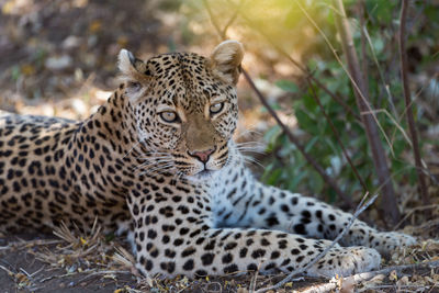 View of a cat on land