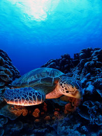 View of turtle swimming in sea