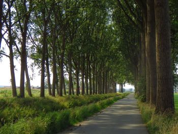 Empty pathway along trees