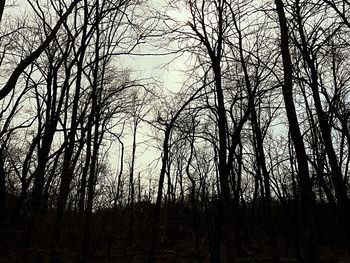 Bare trees against sky at sunset