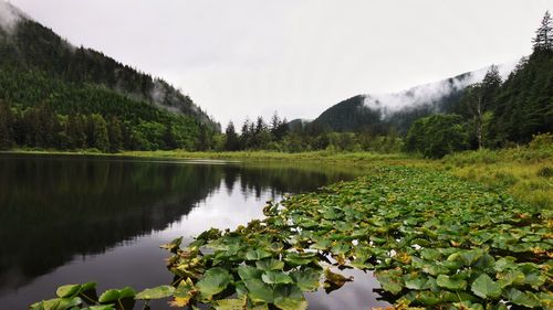 Reflection of trees in lake